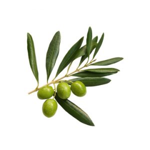 Arbosana UP Olive Oil 2025 (mild)
