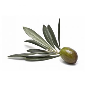 Koroneiki UP Olive Oil 2025 (robust)