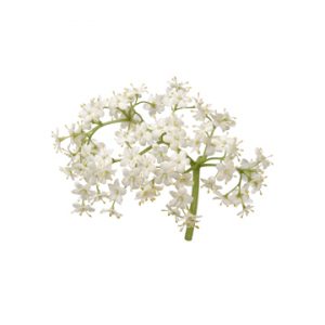 Elderflower White Balsamic Vinegar