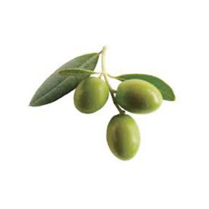 Galega UP Olive Oil 2025 (medium)