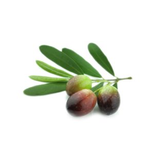 Chiquitita UP Olive Oil 2025 (mild)