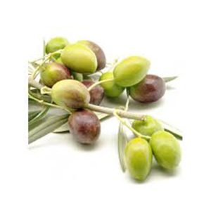 Picual UP Olive Oil 2026 (robust)